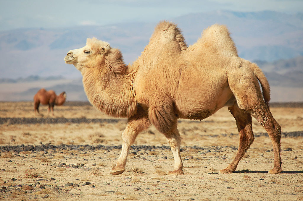 Camel in the Chuya Steppe